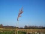 Sumpfwanderung am 24.03.07 bei Stralsund.