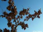 Altes Laub an einem Strauch in Sralsund. Es ist ja zum Glck schon Frhling (Foto vom 12.03.07).