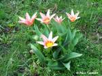 Im Carl-Heydemann-Ring in Stralsund blhen die ersten Blumen der Saison auf Hochtouren (30.03.07).