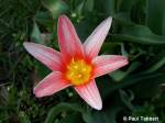 Es ist zweifelsfrei Frhling. In Stralsund blhen schon die ersten Blumen, wie hier im Carl-Heydemann-Ring (30.03.07). 