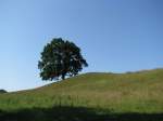 Baum am Weg, der um den Vielbecker See fhrt 02.07.2009