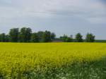 Blick von der L 01 ber das Rapsfeld zur Kirche von Hohenkirchen (NWM), 23.05.2010