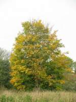 Nordwestmecklenburg, herbstlich geschckter Baum am Schlo in Brzow, 18.10.2008