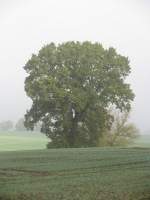 Nordwestmecklenburg; herbstliche Landschaft an der Landesstrae (L 02) von Blieschendorf nach Hanshagen, 25.10.2008
