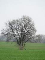 Baum und Kranich westlich von Lbsee [NWM] an der Strae von Menzendorf nach Lbsee, 07.04.2010  