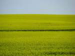 Mecklenburgische Landschaft zur Rapsbltenzeit [02.05.2009]