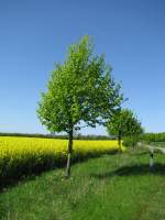 Nordwestmecklenburg zur Rapsbltenzeit [08.05.2008]