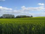 Grevesmhlen; Weg von Vielbeck nach Grenzhausen, immer am Kiebitzmoor entlang. Eine herliche Landschaft. Grevesmhlen [04.05.2010]