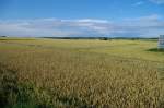 Getreidefeld bei Warin, Mecklenburg (11.07.2012)