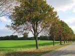 mecklenburgische Landschaft an der Strae Warnkenhagen - Hohen Schnberg (NWM) [26.09.2009] 