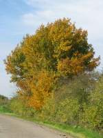 herbstliche Landschaft an der Kreisstrae K 17 bei Strohkirchen (NWM) [10.10.2008](5031) 