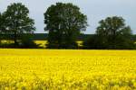 Rapsfelder in Nordwestmecklenburg. Torpt, 11.05.2014