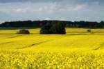 Rapsfelder in Nordwestmecklenburg. Rieps, 12.05.2014