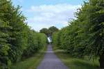 Festonallee mit holländischen Linden am Schloss Bothmer in Klütz. - 09.07.2015