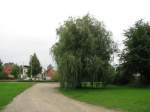 Trauerweide am Vielbecker See, Hintergrund die Altstadt von Grevesmhlen, 26.08.2008