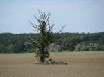 Nordwestmecklenburg, ein mecklenburgischer berlebensknstler im Herbst an der Landesstrae L 03 bei Gro Pravtshagen, 03.07.2008
