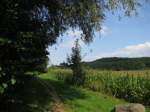 Landschaft stlich von Grevesmhlen mit Blick nach Hamberge und em kleinen Wldchen, 09.09.2008