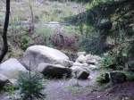 aufgenommen zwischen romkerhalle und nachsperre  im okertal/harz  die klein steine liegen   in der oker und auch auf/am wanderweg  der wanderweg geht malerisch an der oker  lang