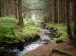 14.10.2008: Ein Bach zwischen Kuttelbacher und Grumbacher Teich.