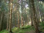 14.10.2008: Wald in der Nhe des Kuttelbacher Teichs.