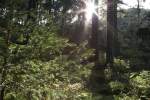 Blick am Nachmittag des 21.09.2011 im Gegenlicht der Sonne zur Gipfelpyramide der Achtermannshhe bei Braunlage mit ihrem Blockmeer und der reichen Flora des Achtermannurwalds.