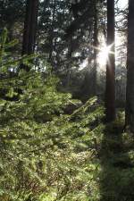 Der Achtermannurwald in der Nachmittagssonne. Blick am 21.09.2011 in der Nhe des felsigen Gipfels der Achtermannshhe in deren Wald.