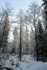 Winterwald im Tal der Warmen Bode bei Braunlage im Harz; Aufnahme vom Nachmittag des 30.01.2012.