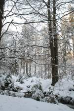 Winter in Braunlage im Harz; Wald im Bodetal am Nachmittag des 30.01.2012.