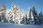 Winterlicher Zauberwald der Achtermannshöhe im Nationalpark Harz; Blick von einem Wanderweg, der von Königskrug herauf auf den Berg führt, am Nachmittag des 05.02.2012: Kranke, sterbende und noch