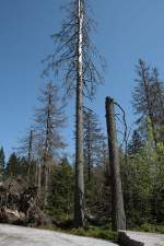 Entstehender Urwald im Nationalpark Harz bei Oderbrck; Aufnahme vom Nachmittag des 20.05.2012