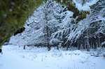 Wald im Harz unter Schnee; unterwegs zwischen Braunlage und den Hahnenkleeklippen am Vormittag des 02.12.2012...