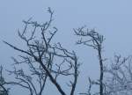 ... Über allen Wipfeln spürest du kaum einen Hauch ; Bäume bei den Hahnenkleeklippen im Schnee und Nebel...