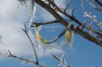 Ksteklippe/Okertal: Zweige einer Eberesche mit Knospen und Eisgebilden; Aufnahme vom Nachmittag des 07.04.2013 auf der Ksteklippe...