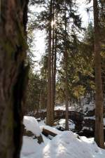 Sonne im Wald auf der  Verlobungsinsel ; Aufnahme um die Mittagszeit des 07.04.2013 im Okertal...