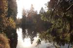 Im Gegenlicht der Nachmittagssonne: Herbstbunter Mischwald und kleine Staumauer des Silberteichs bei Braunlage am 22.10.2013...