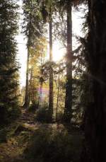 Herbststimmung im Harz: Mischwald am Ufer des Siberteichs im Gegenlicht der Nachmittagssonne; Aufnahme vom 22.10.2013...