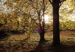 Oktoberabendstimmung in Braunlage: Bäume der Allee hinter dem Rathaus im Gegenlicht der Spätnachmittagssonne; Aufnahme vom 22.10.2013...