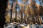 Sonnenlicht flutet in den winterlichen Wald der Achtermannshöhe; großflächig stirbt hier die ehemalige Fichtenmonokultur, aber zwischen den knorrigen sterbenden Bäumen schießt
