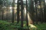  Morgensonnenstrahlen im Sommerwald ; Aufnahme vom frühen Morgen des 04.07.2012 in der Nähe des Grünen Bandes (des ehemaligen Granzstreifens zwischen BRD und DDR) zwischen Bodetal und Wurmberg...