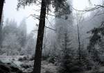 Nebel und Rauhreif im Wald an der Bärenbrücke bei Braunlage; Aufnahme vom Vormittag des 30.11.2014...
