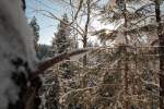 Winterwald im Gegenlicht der Morgensonne; Aufnahme vom 13.02.2016...