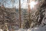 Winterwald westlich des Silberteichs im Gegenlicht; hinter den Bäumen glitzert in der Tiefe die Wasseroberfläche des kleinen Sees in der Sonne.