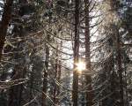 Sonne im Schneewald, irgendwo zwischen Silberteich und Hahnenkleeklippen; Aufnahme vom frühen Nachmittag des 17.02.2016...