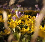 Erste Blumen nach dem Schnee in Braunlage: Winterlinge und Krokusse an der Rathausallee; Aufnahme vom Nachmittag des 16.03.2017...