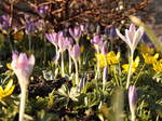 Erste Blumen nach dem Schnee in Braunlage: Krokusse und Winterlinge an der Rathausallee; Aufnahme vom Nachmittag des 16.03.2017...