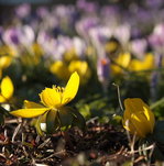 Erste Blumen nach dem Schnee in Braunlage: Winterlinge und Krokusse an der Rathausallee; Aufnahme vom Nachmittag des 16.03.2017...