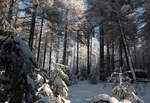 Winterwald mit Schnee und Rauhreif glitzert und leuchtet in der Mittagssonne; Aufnahme vom 14.02.2018 im Nationalpark zwischen Oderbrück und dem  Dreieckigen Pfahl ...