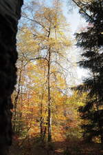 Buntes Herbstlaub in der Mittagssonne auf dem westlichen Ufer des Silberteichs; Aufnahme vom 17.10.2018...