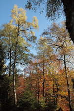 Gelbe, orangene und rotbraune Töne im Herbstlaub der Bäume bilden einen tollen Kontrast zum Grün der Fichten und dem Dunkelblau des Himmels; Bäume um die Mittagszeit des 17.10.2018