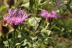 Zwei magenta-farbene Wiesen-Flockenblumen; Aufnahme vom Morgen des 06.08.2019 auf der Alten Harzburger Straße im Wald bei Braunlage...